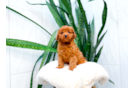 Cavapoo Puppy for Adoption