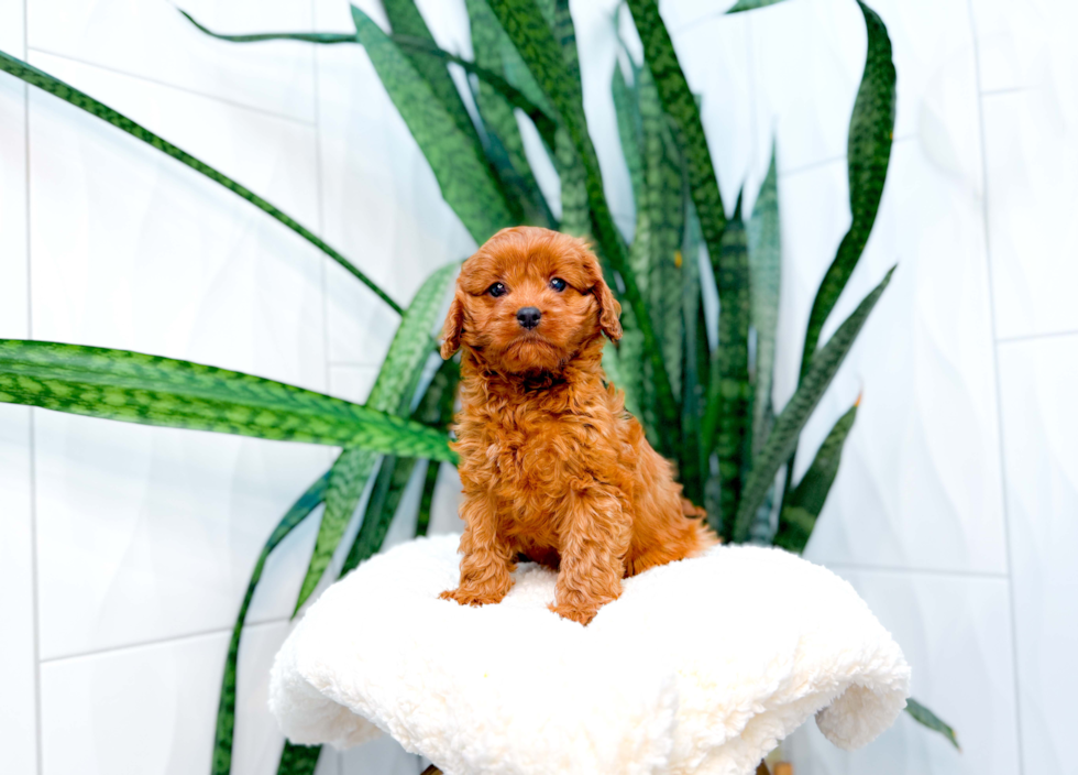 Cavapoo Puppy for Adoption