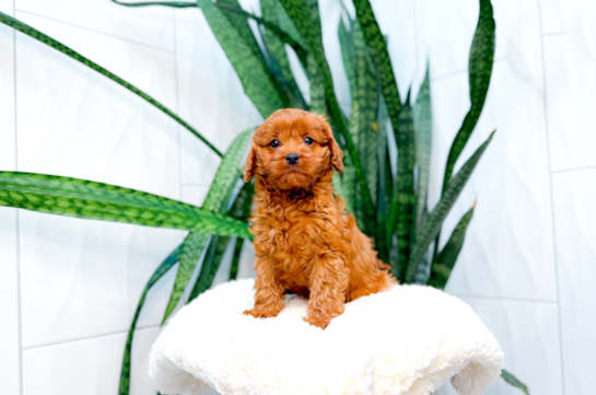 Cavapoo Puppy for Adoption