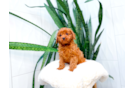 Cute Cavapoo Poodle Mix Pup