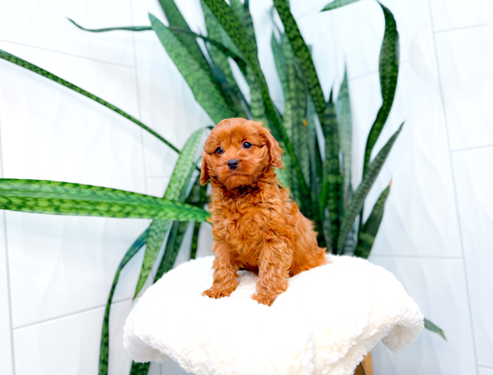 Cute Cavapoo Poodle Mix Pup