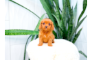 Cute Cavapoo Baby