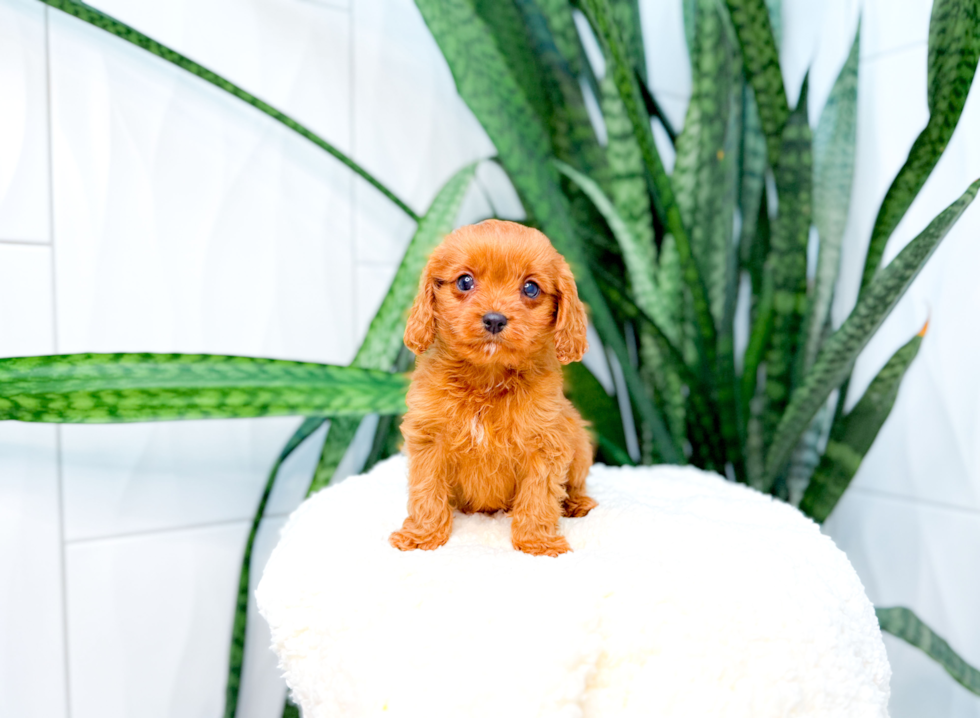 Cute Cavapoo Baby