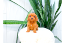 Cavapoo Pup Being Cute