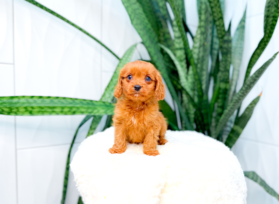 Cavapoo Pup Being Cute