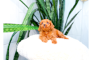 Cavapoo Puppy for Adoption