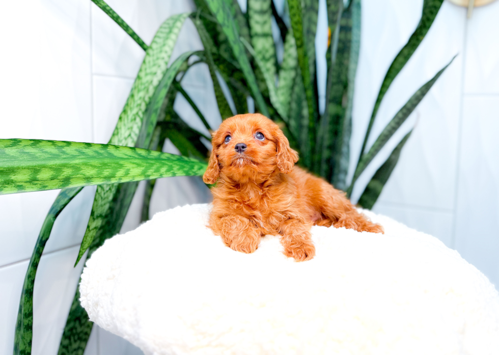 Cavapoo Puppy for Adoption