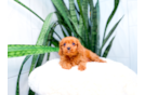 Cute Cavapoo Poodle Mix Pup