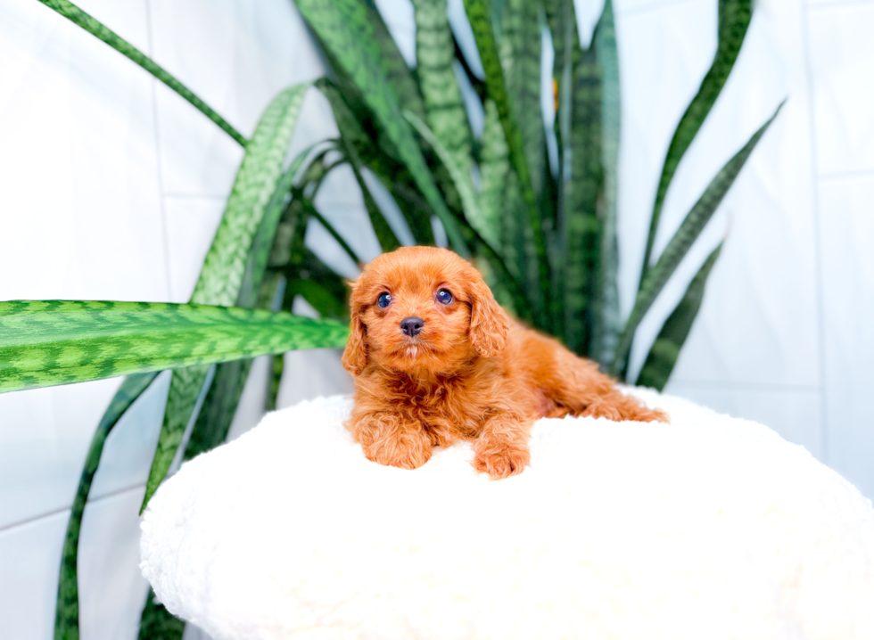 Cute Cavapoo Poodle Mix Pup
