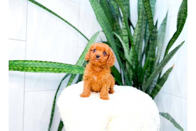 Cavapoo Pup Being Cute