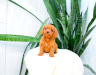 12 week old Cavapoo Puppy For Sale - Simply Southern Pups