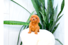 Cavapoo Pup Being Cute