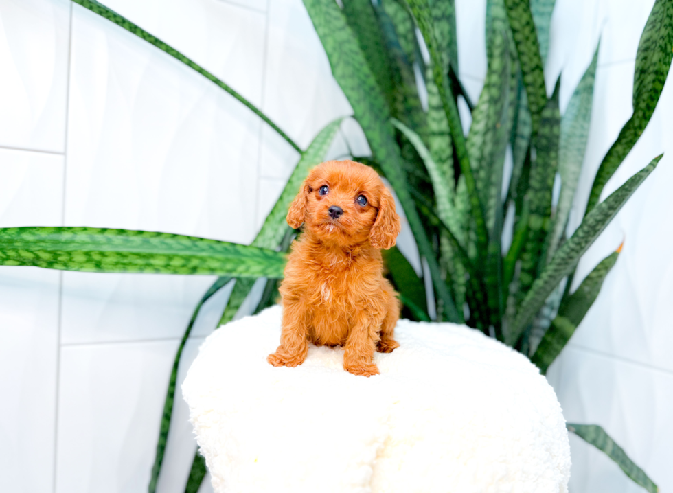 Cavapoo Pup Being Cute