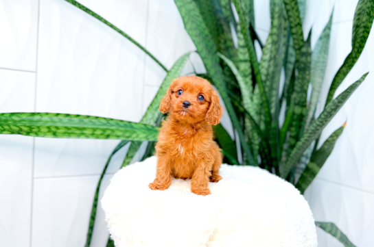 Cavapoo Pup Being Cute