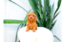 Cute Cavadoodle Poodle Mix Puppy