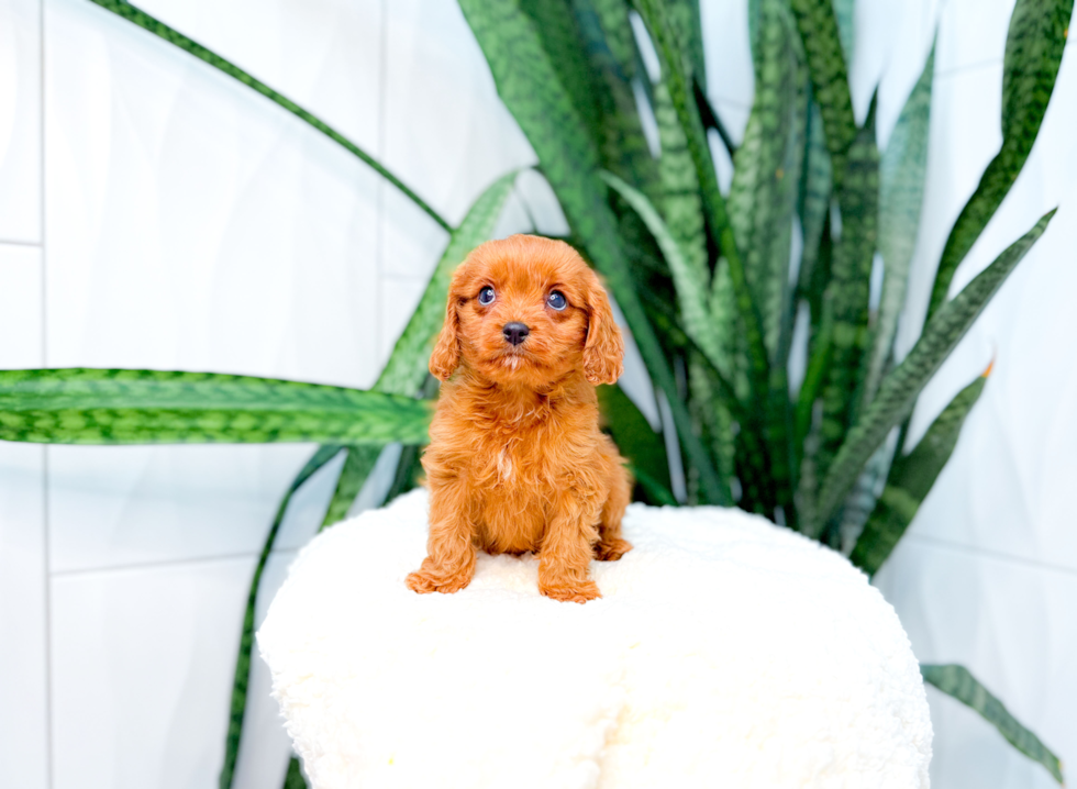 Cute Cavadoodle Poodle Mix Puppy