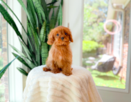 13 week old Cavapoo Puppy For Sale - Simply Southern Pups
