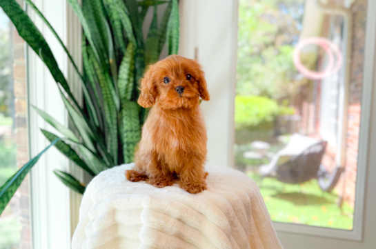 Cavapoo Puppy for Adoption