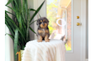 Cute Cavapoo Baby