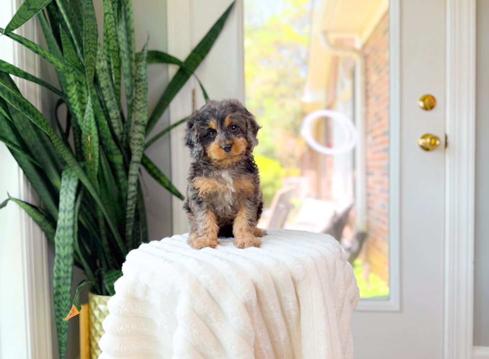 Cute Cavapoo Baby