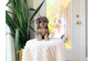 Cavapoo Pup Being Cute