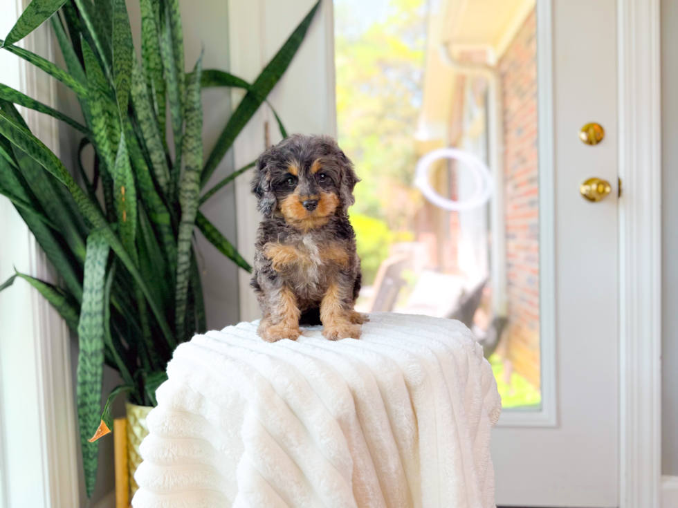 Cavapoo Pup Being Cute