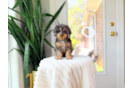 Cute Cavapoo Poodle Mix Pup