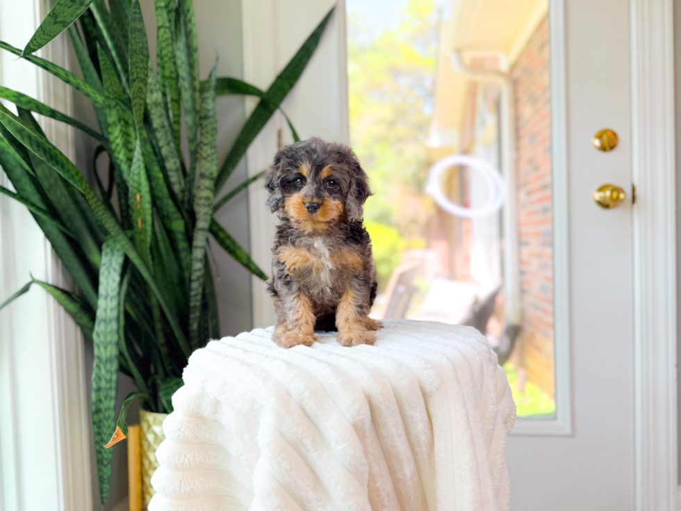 Cute Cavapoo Poodle Mix Pup