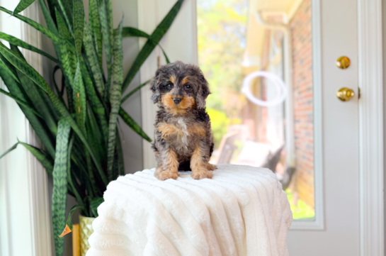 Cute Cavapoo Poodle Mix Pup