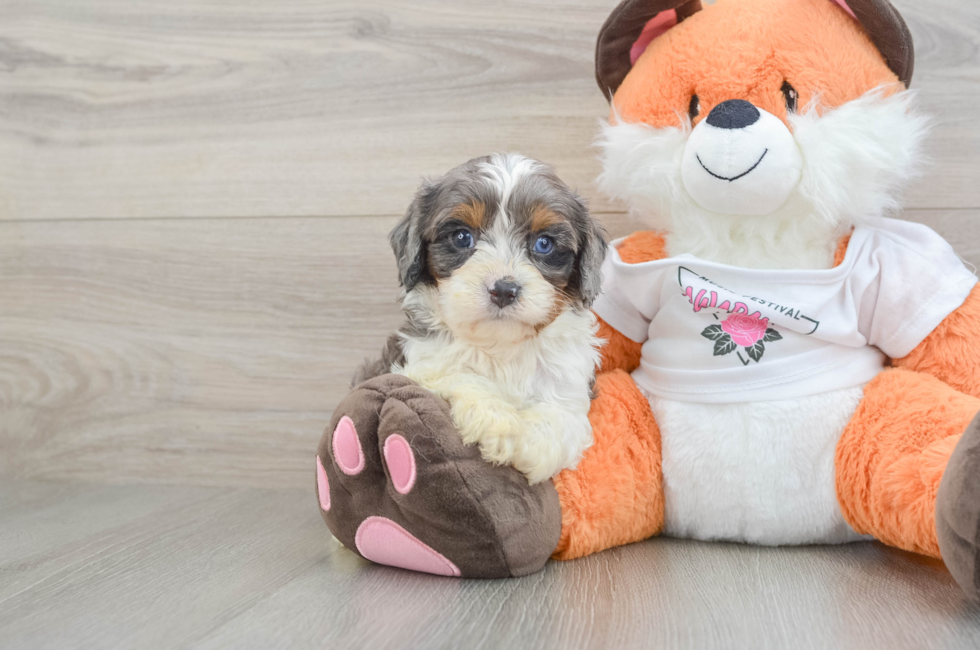 6 week old Cavapoo Puppy For Sale - Simply Southern Pups
