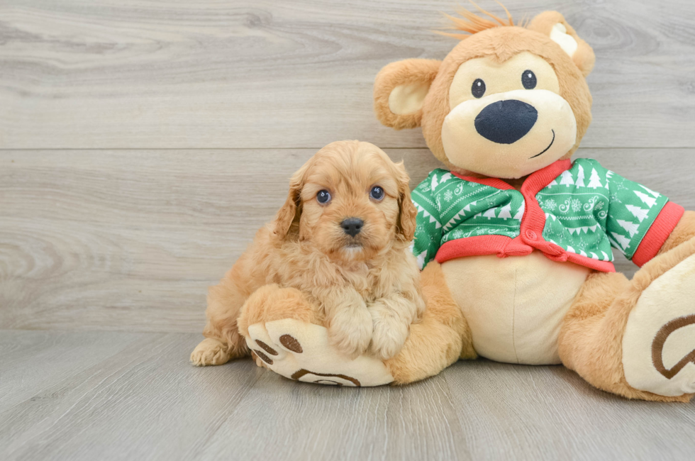 5 week old Cavapoo Puppy For Sale - Simply Southern Pups