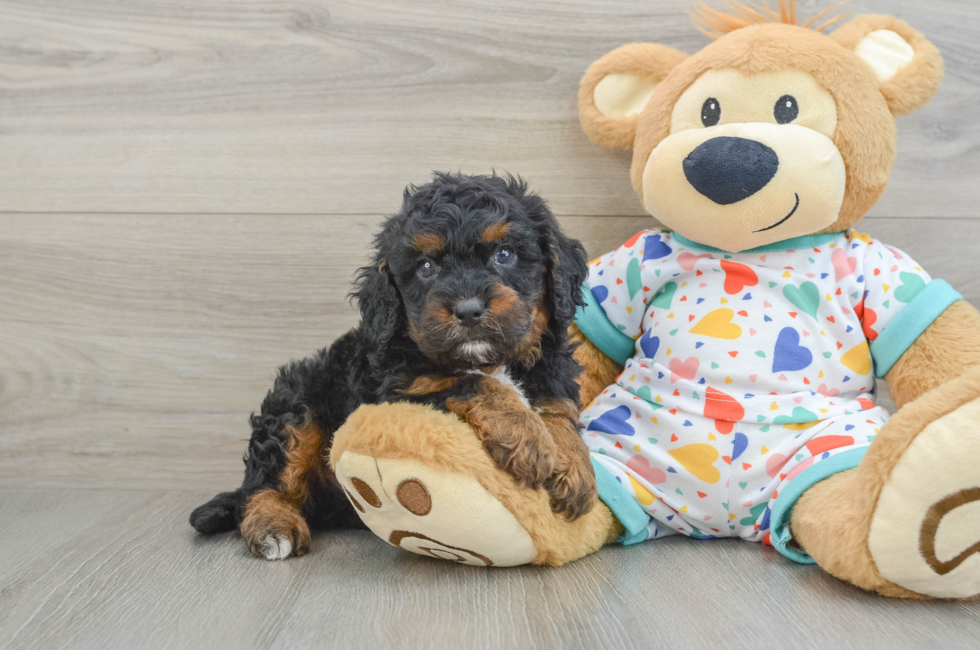 6 week old Cavapoo Puppy For Sale - Simply Southern Pups