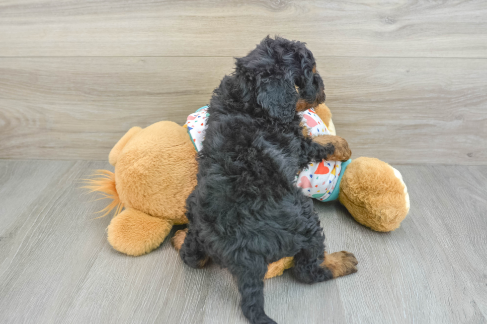 Cavapoo Pup Being Cute