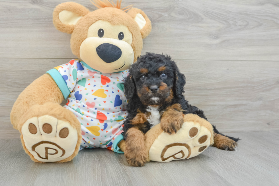 Cavapoo Pup Being Cute