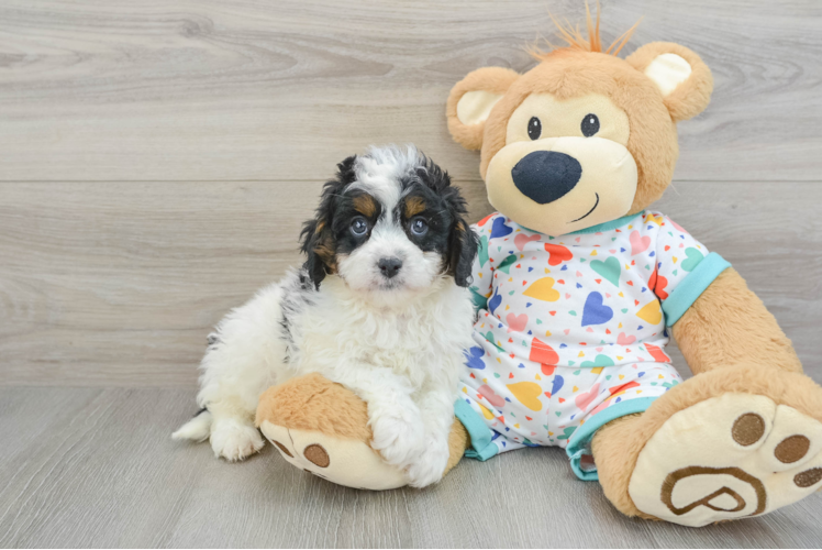 Playful Cavapoodle Poodle Mix Puppy