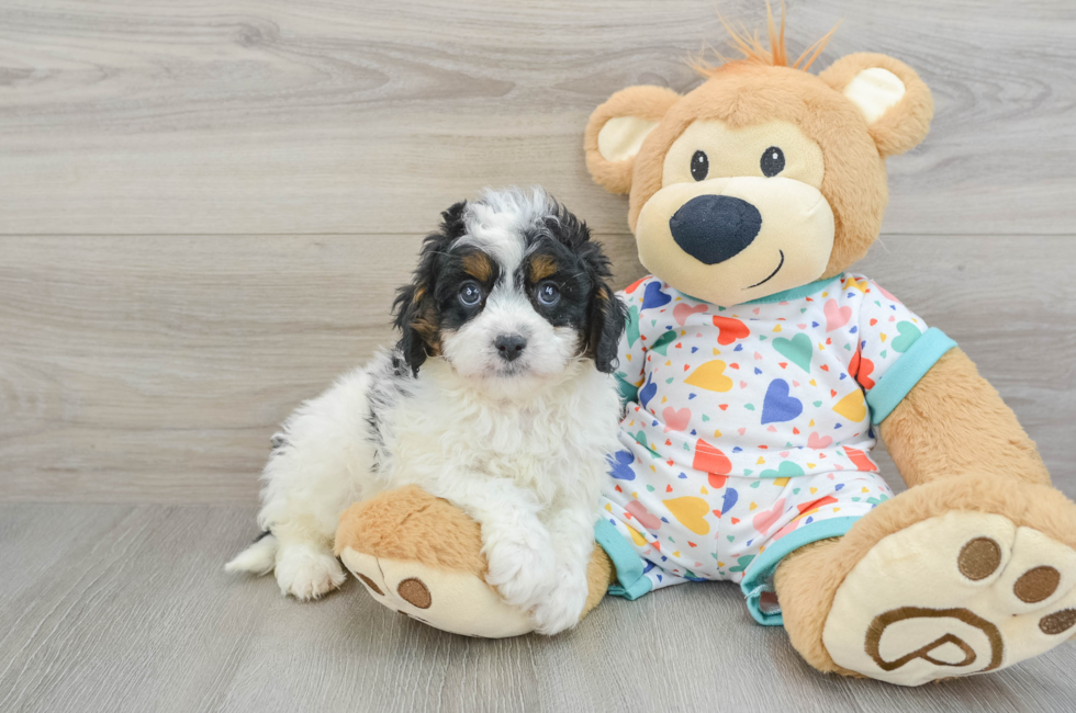 7 week old Cavapoo Puppy For Sale - Simply Southern Pups