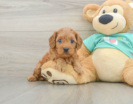 8 week old Cavapoo Puppy For Sale - Simply Southern Pups