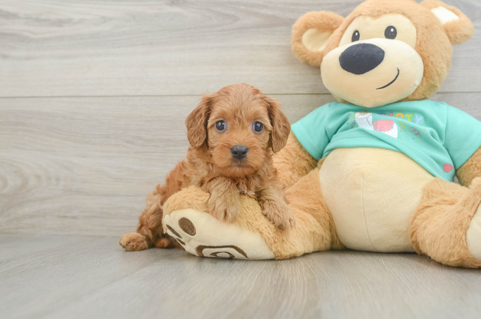 7 week old Cavapoo Puppy For Sale - Simply Southern Pups