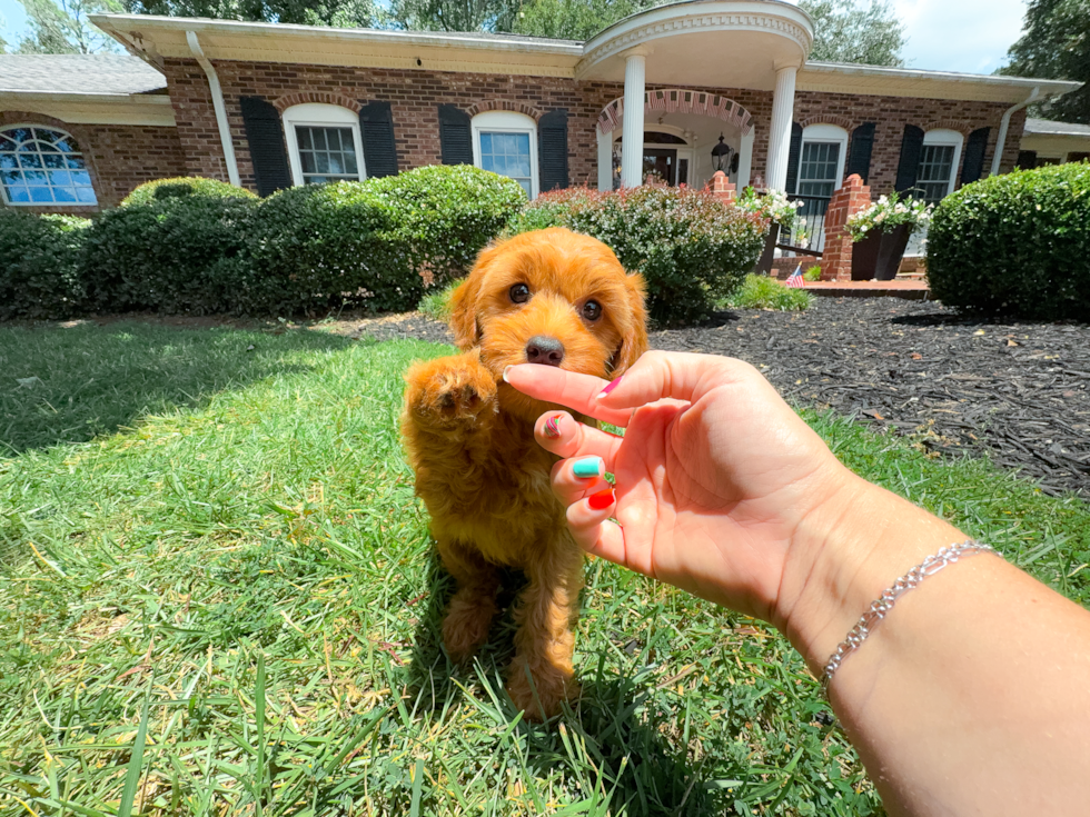 Cute Cavapoo Poodle Mix Pup