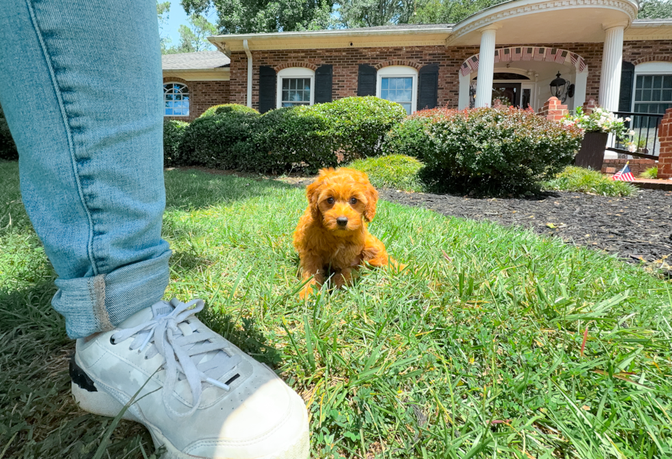 Cavapoo Pup Being Cute