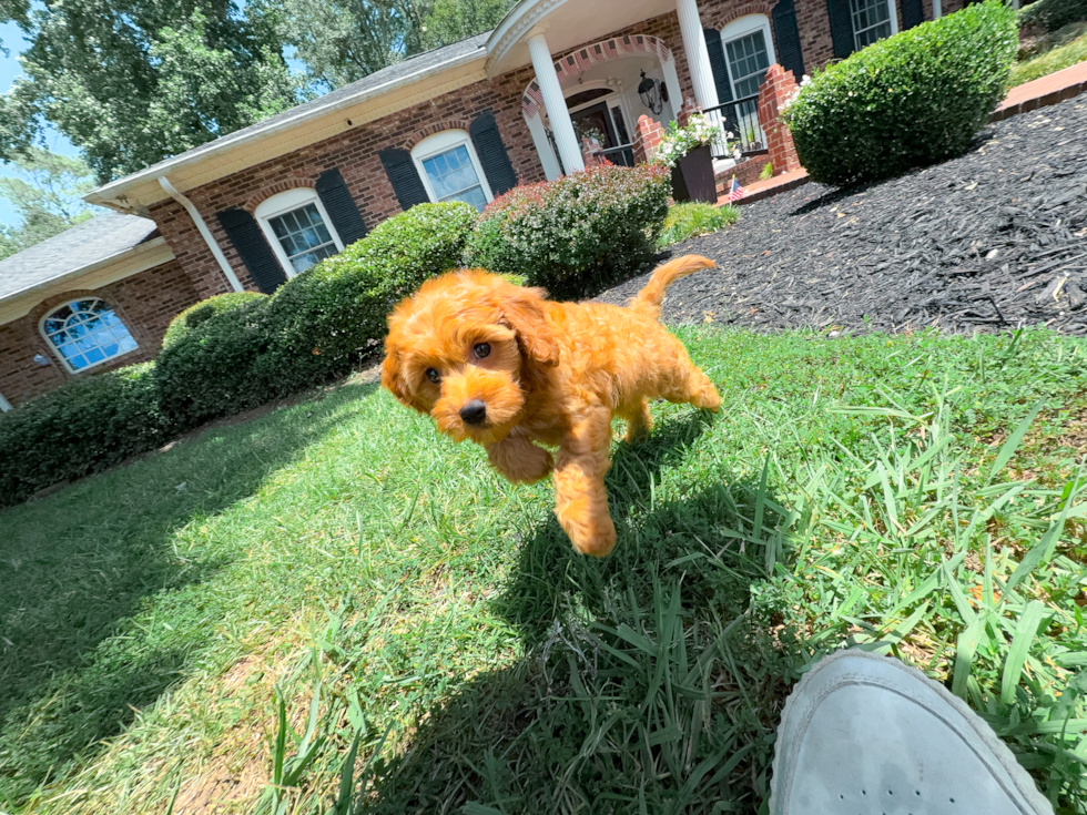 Cute Cavapoo Baby