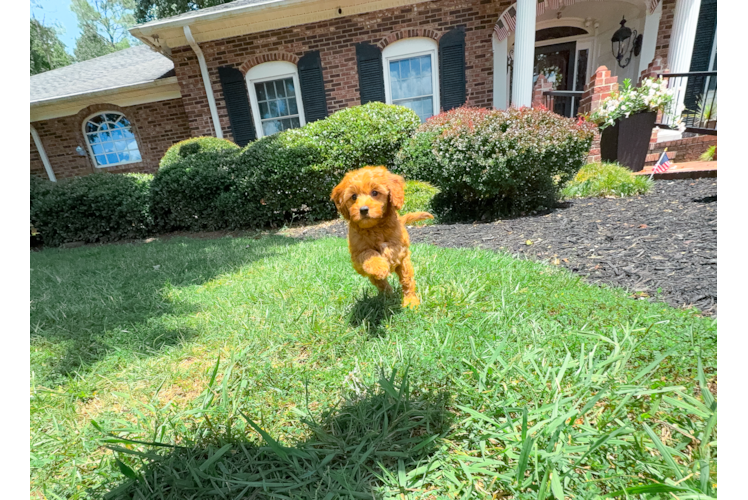 Cute Cavapoodle Poodle Mix Puppy