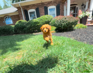 9 week old Cavapoo Puppy For Sale - Simply Southern Pups