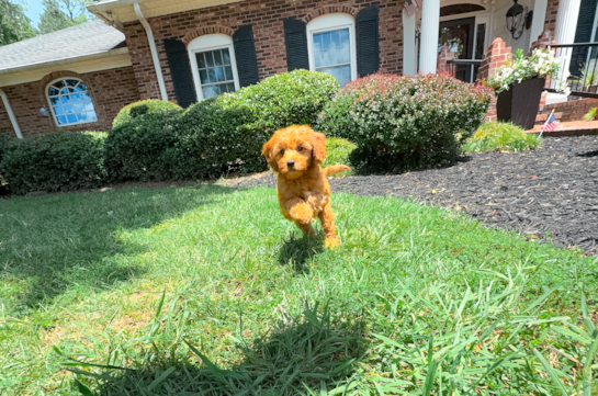 Cute Cavapoodle Poodle Mix Puppy
