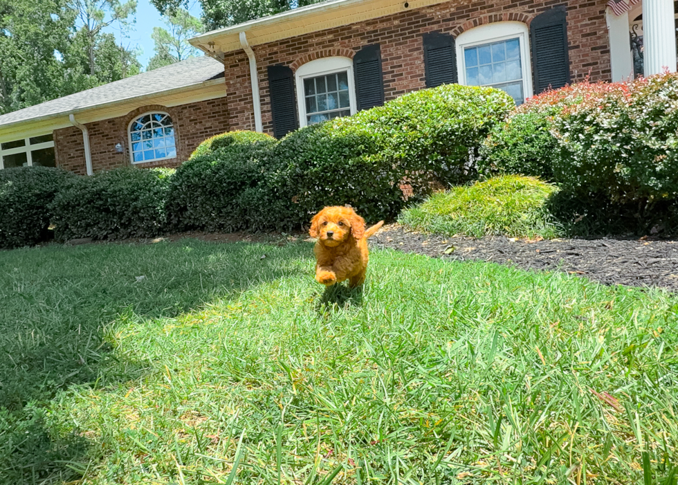 Cute Cavipoo Poodle Mix Puppy