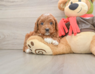 7 week old Cavapoo Puppy For Sale - Simply Southern Pups