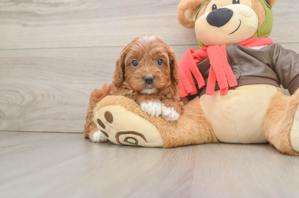 6 week old Cavapoo Puppy For Sale - Simply Southern Pups