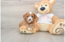 Best Cavapoo Baby