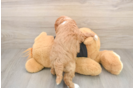 Hypoallergenic Cavadoodle Poodle Mix Puppy
