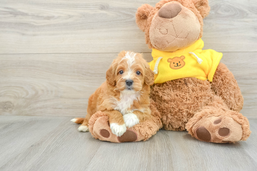 5 week old Cavapoo Puppy For Sale - Simply Southern Pups